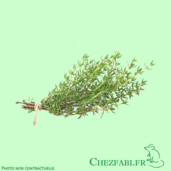 Thym Frais (bouquet)
